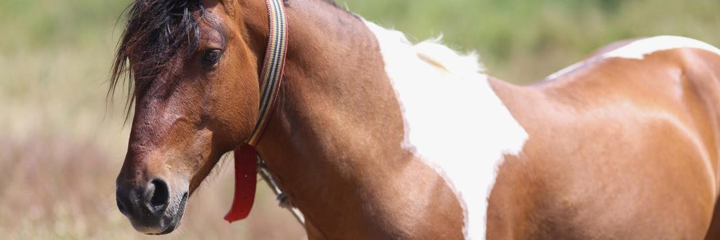 Close-up of beautiful brown and white horse walking on field. Nice chestnut horse walking on summer meadow. Bay stallion on pasture. Animal and nature concept