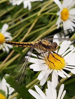 Dragonfly froze on a chamomile flower waiting for prey.