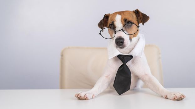 Dog Jack Russell Terrier dressed in a tie and glasses sits at a desk