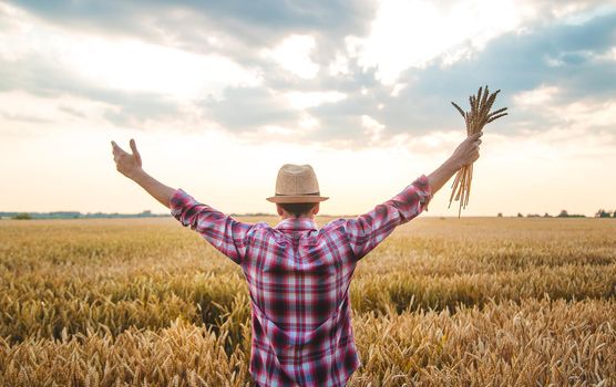A man farmer holds ears of wheat in his hand in the field. Selective focus. Nature.