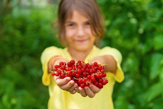 The child is harvesting red currants. Selective focus. Food.