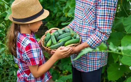 The child and father are holding cucumbers in their hands. Selective focus. Kid.