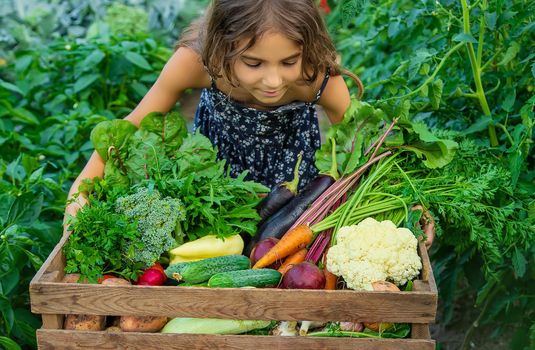 The child holds vegetables in his hands in the garden. Selective focus. Nature.