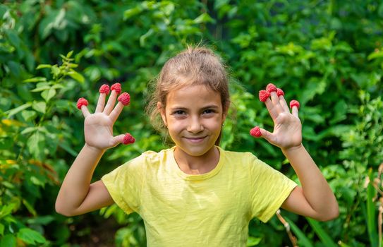 Harvest raspberries in the hands of a child. Selective focus. Nature.