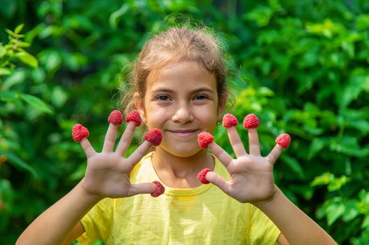 Harvest raspberries in the hands of a child. Selective focus. Nature.