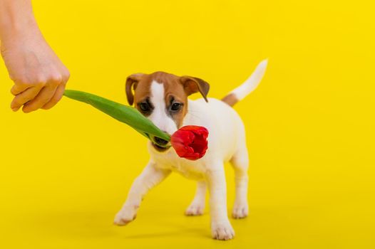 A naughty dog is jumping for a tulip in the studio on a yellow background. Funny puppy Jack Russell Terrier plays with his master and hunts for a Dutch flower