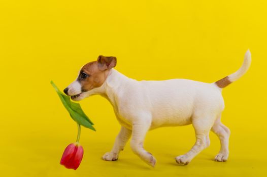 Puppy Jack Russell Terrier plays with a red tulip bud. Shorthair thoroughbred little dog cheerfully eats a spring flower on a yellow background