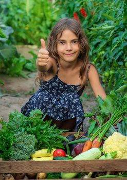 The child holds vegetables in his hands in the garden. Selective focus. Nature.