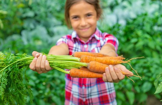 The child holds the carrot in his hands in the garden. Selective focus. Nature.