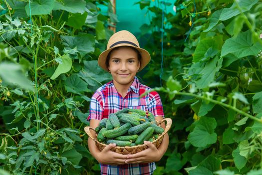 A child in the garden is harvesting cucumbers. Selective focus. Kid.