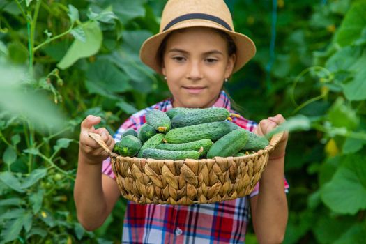 A child in the garden is harvesting cucumbers. Selective focus. Kid.