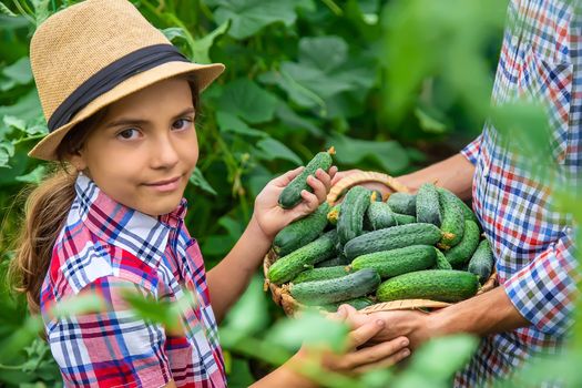 The child and father are holding cucumbers in their hands. Selective focus. Kid.