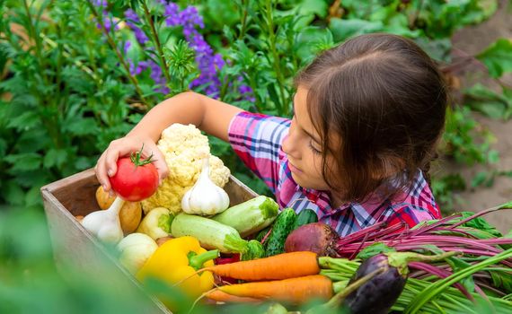 The child holds vegetables in his hands in the garden. Selective focus. Nature.