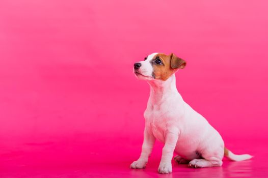 Puppy sitting on a pink background. A trained little dog fulfills the command to sit still. Purebred Shorthair Jack Russell Terrier