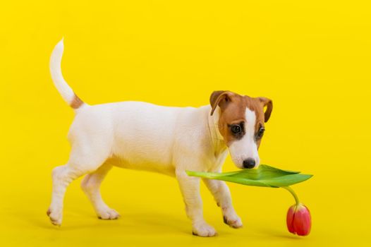 Puppy Jack Russell Terrier plays with a red tulip bud. Shorthair thoroughbred little dog cheerfully eats a spring flower on a yellow background