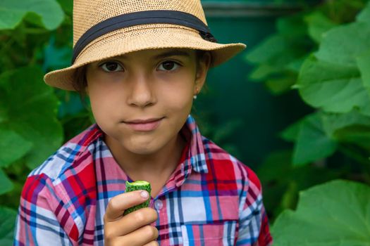 The child eats cucumbers in the garden. Selective focus. Kid.