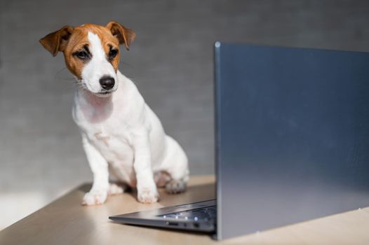 Jack Russell Terrier puppy is sitting in front of a laptop. A small smart dog is working on a laptop computer