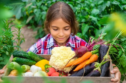 The child holds vegetables in his hands in the garden. Selective focus. Nature.