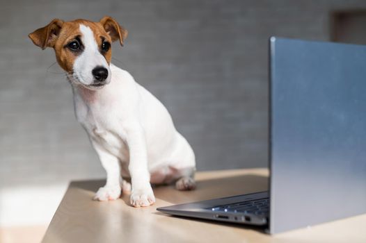 Jack Russell Terrier puppy is sitting in front of a laptop. A small smart dog is working on a laptop computer