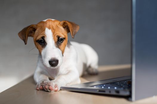 The thoroughbred dog lies on a desktop. Sad shorthair puppy Jack Russell Terrier works at a laptop