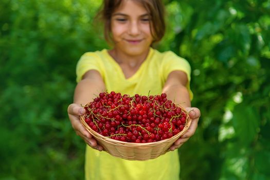The child is harvesting red currants. Selective focus. Food.