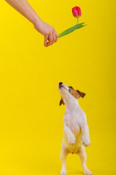 A naughty dog is jumping for a tulip in the studio on a yellow background. Funny puppy Jack Russell Terrier plays with his master and hunts for a Dutch flower