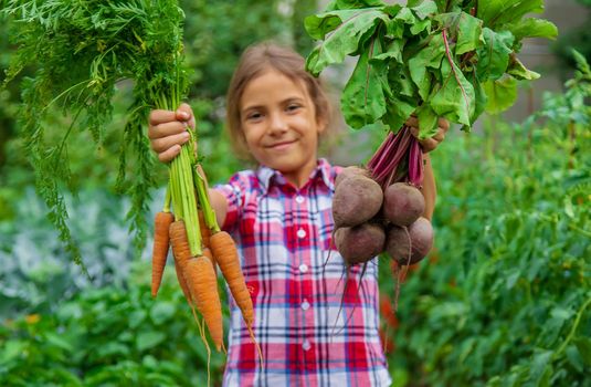 The child holds beets and carrots in his hands in the garden. Selective focus. Food.