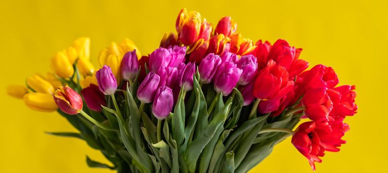 An armful of multi-colored tulips on a yellow background. A large bouquet for a woman on March 8. International Women's Day. Widescreen.