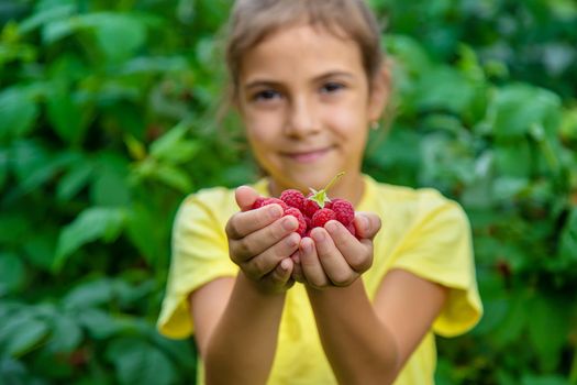Harvest raspberries in the hands of a child. Selective focus. Nature.