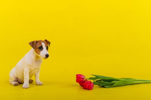 An obedient dog sits next to a bunch of red tulips in the studio on a yellow background. Romantic puppy Jack Russell Terrier congratulates lovers on Valentine's Day and gives a bouquet of flowers