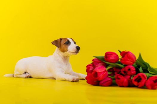 Jack Russell Terrier puppy with a large bouquet of red tulips on a yellow background. Horizontal greeting card with International Womens Day on March 8th