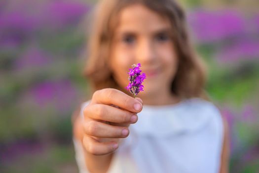 A child in a lavender field. Selective focus. Nature.