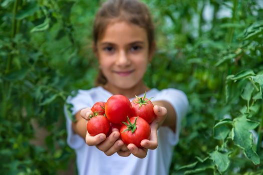 The child is harvesting tomatoes in the garden. Selective focus. Kid.