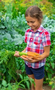 The child holds the carrot in his hands in the garden. Selective focus. Nature.