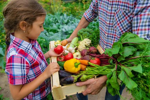 Vegetables in the hands of the child and father of the farmer in the garden. Selective focus. Nature.