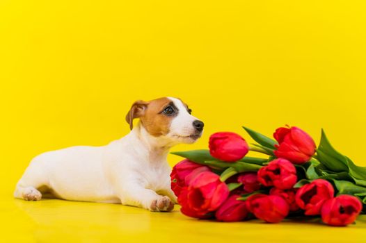 Jack Russell Terrier puppy with a large bouquet of red tulips on a yellow background. Horizontal greeting card with International Womens Day on March 8th