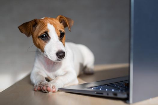 The thoroughbred dog lies on a desktop. Sad shorthair puppy Jack Russell Terrier works at a laptop