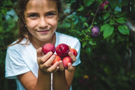 The child is harvesting plums in the garden. Selective focus. Kid.