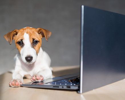 The thoroughbred dog lies on a desktop. Sad shorthair puppy Jack Russell Terrier works at a laptop