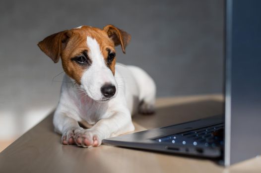 The thoroughbred dog lies on a desktop. Sad shorthair puppy Jack Russell Terrier works at a laptop
