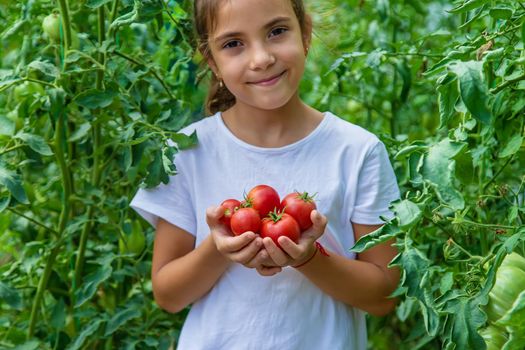 The child is harvesting tomatoes in the garden. Selective focus. Kid.