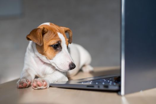 The thoroughbred dog lies on a desktop. Sad shorthair puppy Jack Russell Terrier works at a laptop