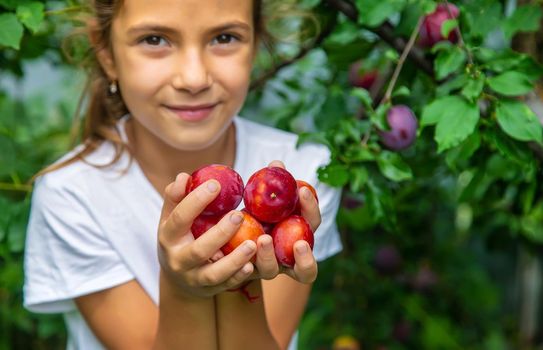The child is harvesting plums in the garden. Selective focus. Kid.
