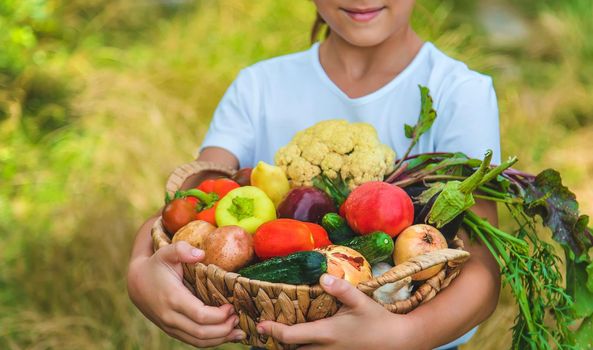 The child holds vegetables in his hands. Selective focus. Kid.