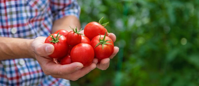 A male farmer harvests tomatoes in the garden. Selective focus. Nature.