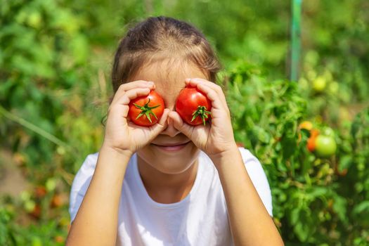 The child is harvesting tomatoes in the garden. Selective focus. Kid.