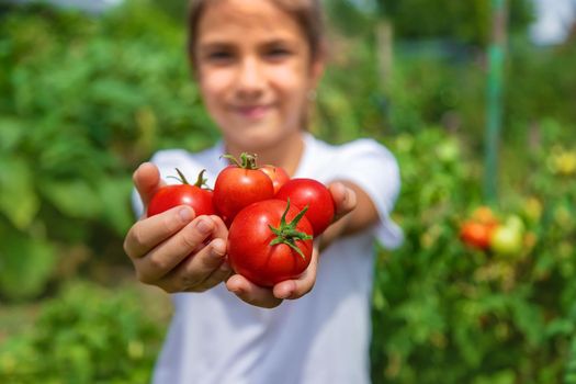 The child is harvesting tomatoes in the garden. Selective focus. Kid.
