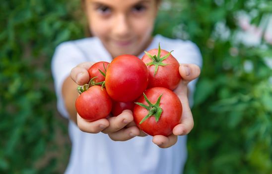 The child is harvesting tomatoes in the garden. Selective focus. Kid.