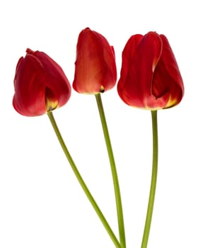 Three tulips with red petals, on a white background