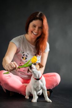 Happy smiling red-haired woman holding a small funny puppy with a yellow tulip in it mouth. The joyful owner plays with the dog Jack Russell Terrier on a black background.